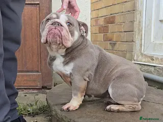 English Bulldog dogs Beautiful English bulldog female - Advert 9