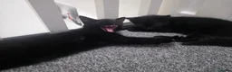 Mixed Breed cats for sale: Black boys - Advert 4