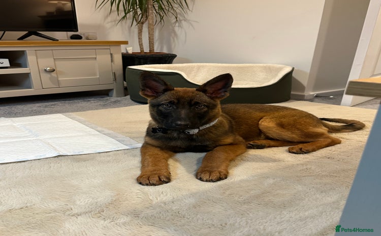 German Shepherd dogs BEAUTIFUL ALERT PUPS - Advert 13