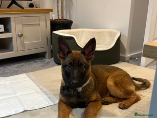 German Shepherd dogs BEAUTIFUL ALERT PUPS - Advert 2