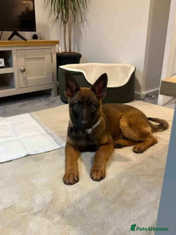 German Shepherd dogs BEAUTIFUL ALERT PUPS - Advert 13