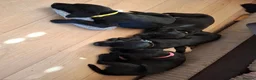 Labrador Retriever dogs for sale: Beautiful Black Labrador Pups - Advert 18