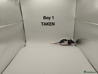 Rat rodents DEC: 24 Rats (5 Rats: 3 Boys & 2 Girls Left) - Advert 16