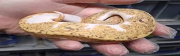 Python Snake reptiles for sale: Royal Python Morphs Males - Advert 4