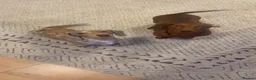 Miniature Dachshund dogs for sale: Beautiful Miniature Dachshund Puppies - Advert 30