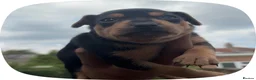 Mixed Breed dogs for sale: Beautiful Black & Tan Miniature Pinscher Puppies - Advert 2