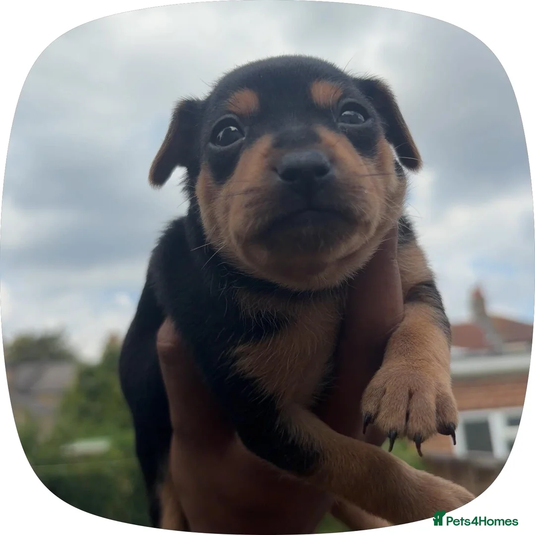 Mixed Breed dogs for sale: Beautiful Black & Tan Miniature Pinscher Puppies - Advert 2