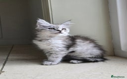 Maine Coon cats for sale: 1 GCCF Registered Female  - Image 3