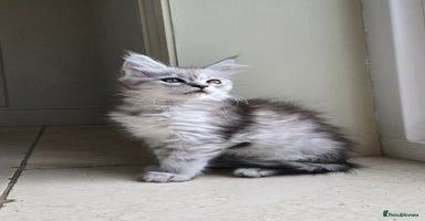 Maine Coon cats - Advert 15