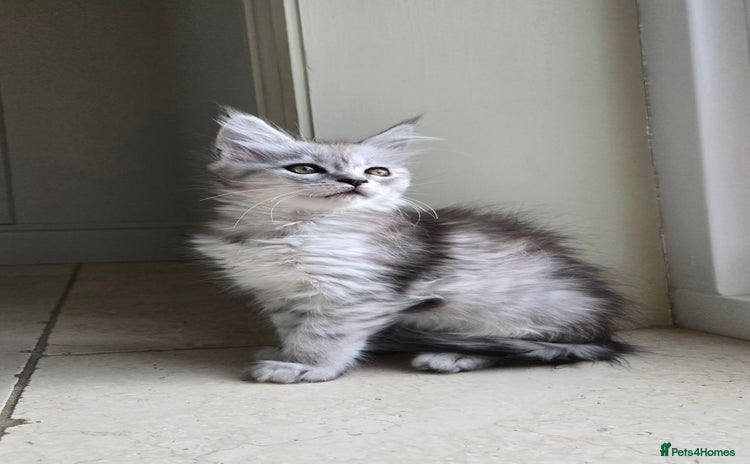 Maine Coon cats - Advert 4