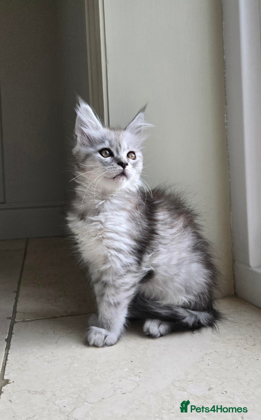 Maine Coon cats for sale: 1 GCCF Registered Female  - Image 3
