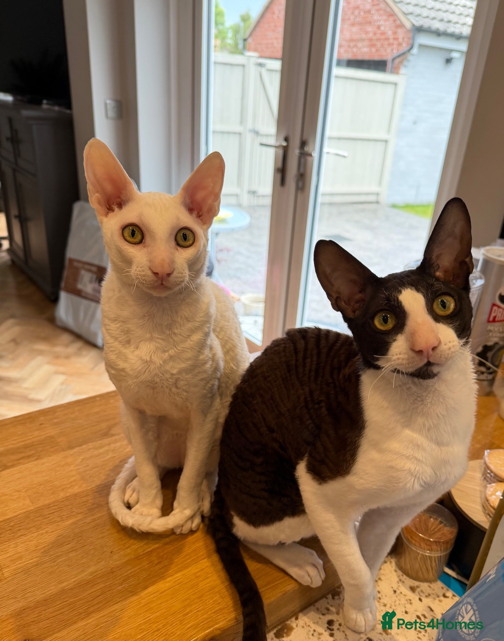 Cornish Rex cats 2 beautiful Cornish Rex boys - Advert 1