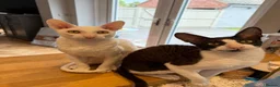Cornish Rex cats for sale: 2 beautiful Cornish Rex boys - Advert 1