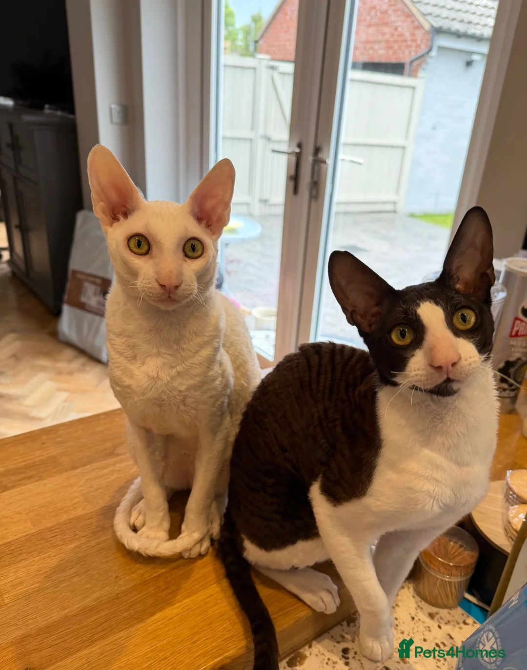 Cornish Rex cats for sale: 2 beautiful Cornish Rex boys - Advert 1
