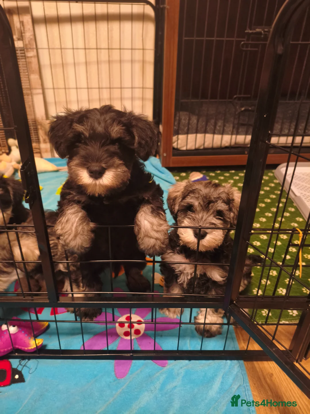 Miniature Schnauzer dogs for sale: Miniature Schnauzers KC Reg 3 boys 1girl available - Advert 2
