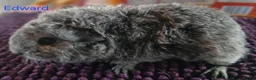 Guinea Pig rodents for sale: Rex and Funky boars and sows - Advert 19