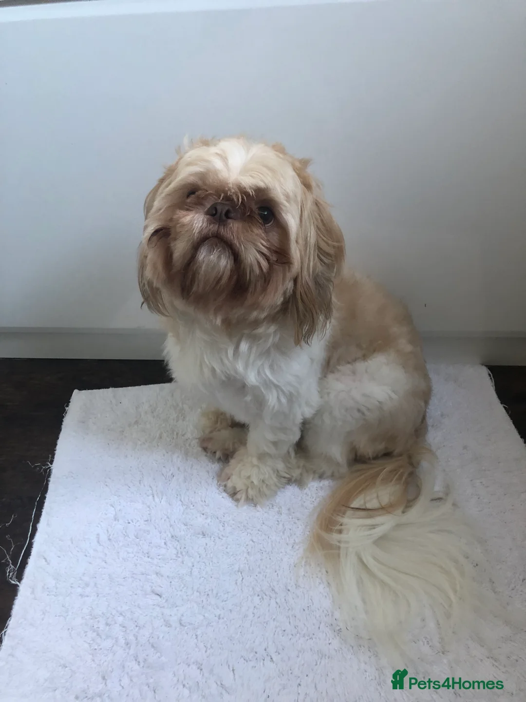 Shih Tzu dogs for stud: Pure breed male shih tzu stud  in Milton Keynes - Advert 11