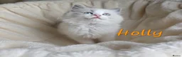 Ragdoll cats for sale:  Ragdoll Kittens FromChampionLines/licence breeder - Advert 12
