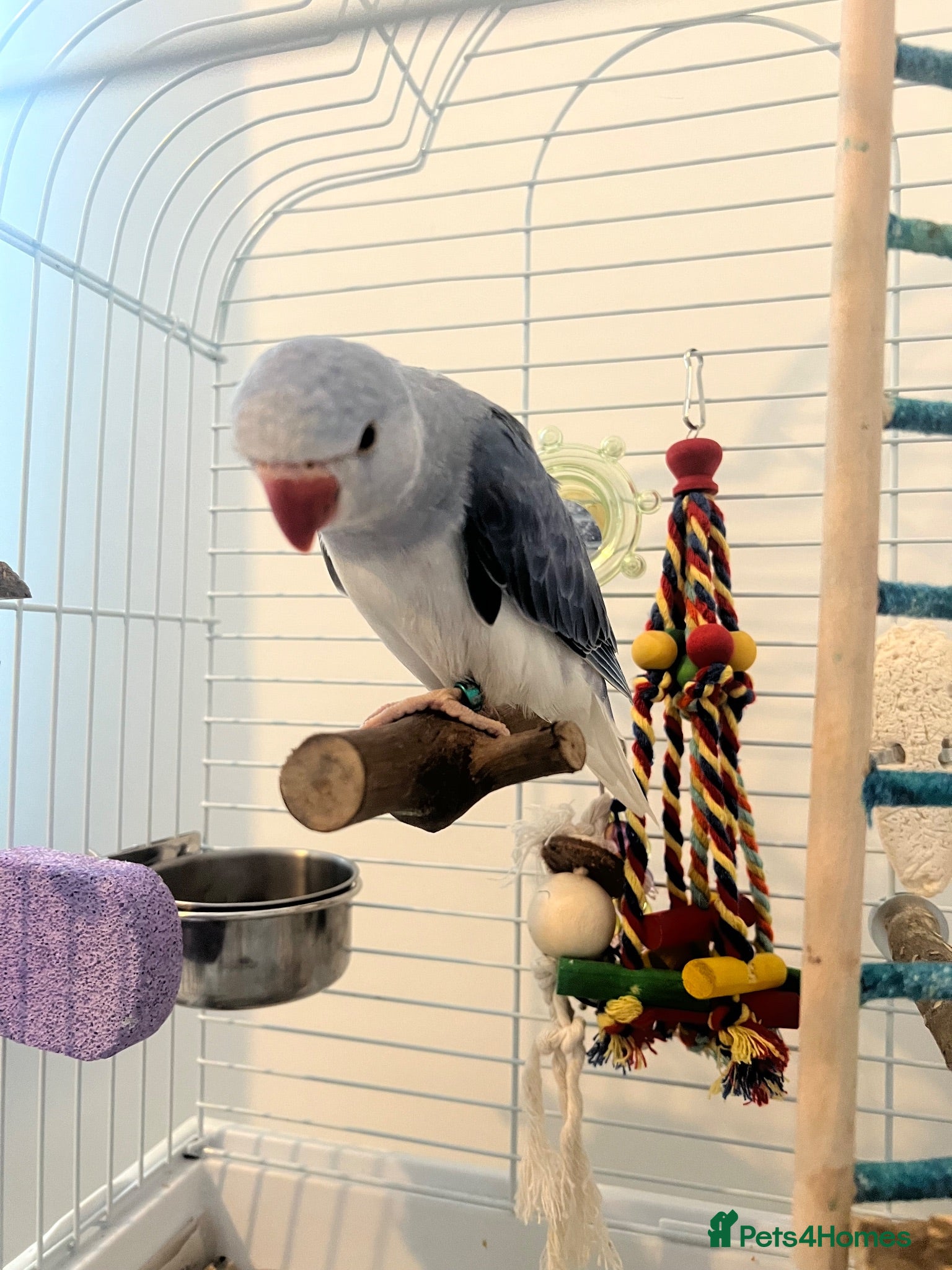 Parrots birds Indian Ring neck only 8 weeks old - Advert 1