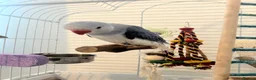 Parrots birds for sale: Indian Ring neck only 8 weeks old - Advert 1