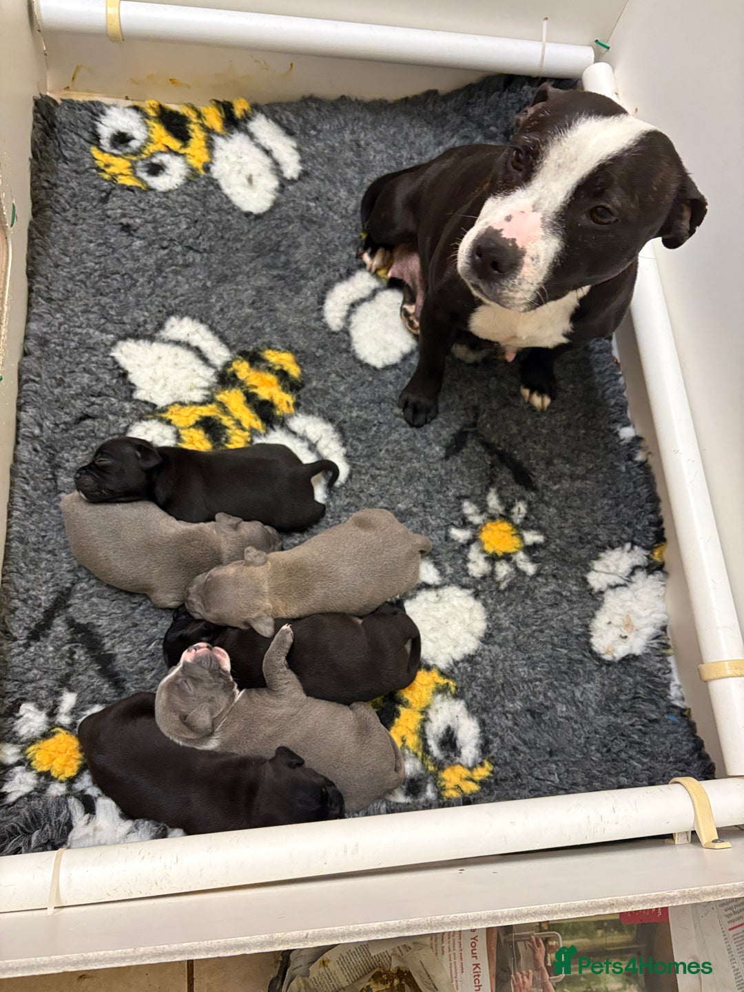 Staffordshire Bull Terrier dogs for sale: Health Tested Clear Staffordshire Bull Terrier's - Advert 34