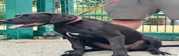 Cane Corso dogs for sale: 1 male 1 female cane  in Romford - Advert 12
