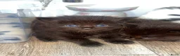 Mixed Breed cats for sale: Beautiful long haired kittens  in Deeside - Advert 9