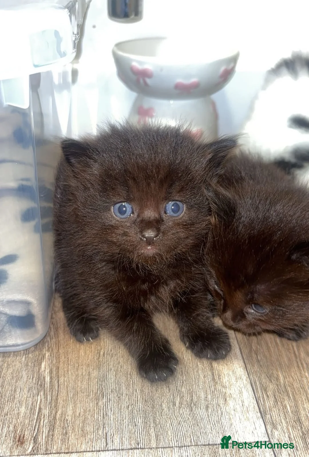 Mixed Breed cats for sale: Beautiful long haired kittens  in Deeside - Advert 9
