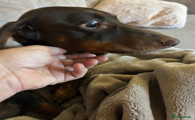 Dachshund dogs - Advert 4