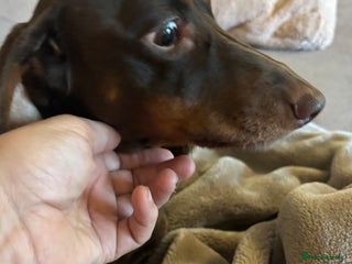 Dachshund dogs - Advert 12