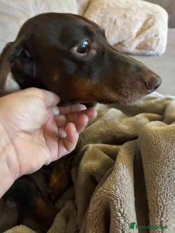 Dachshund dogs - Advert 13