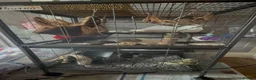 Rat rodents for sale: Fancy Dumbo Rats 8 months old with cage - Advert 11