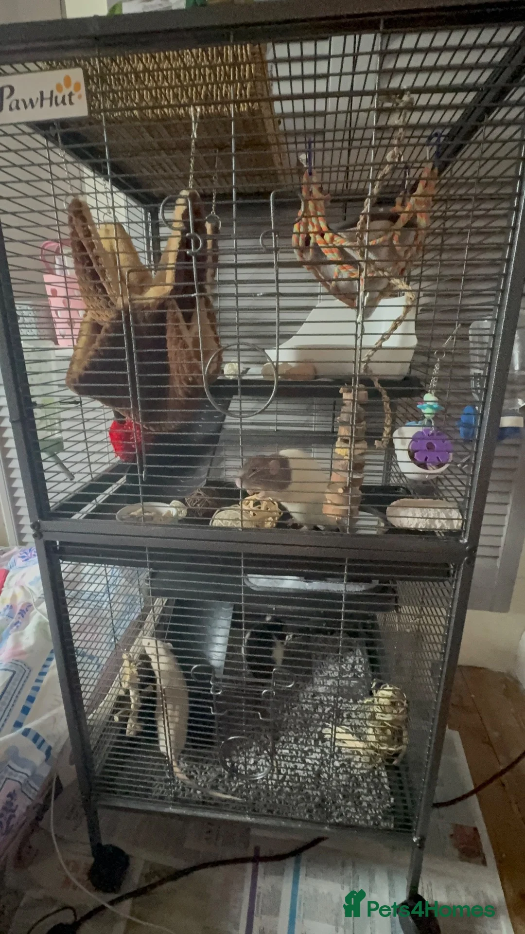Rat rodents for sale: Fancy Dumbo Rats 8 months old with cage - Advert 11