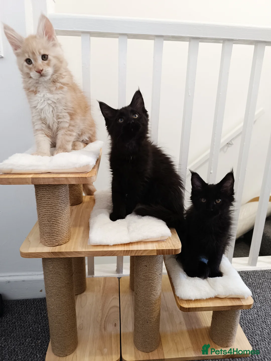 Maine Coon cats for sale: Maine Coon kittens boy and girl  - Advert 6