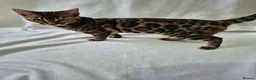 Bengal cats for sale: Purebred SUPER CUDDLY Bengal kittens! ONE LEFT!  - Advert 6