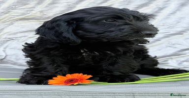 Australian Labradoodle dogs - Advert 1