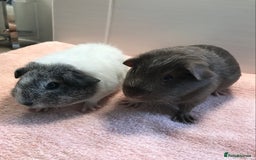 Guinea Pig rodents for sale: Two young Sows and Older boars - Image 1