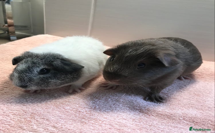 Guinea Pig rodents - Advert 3