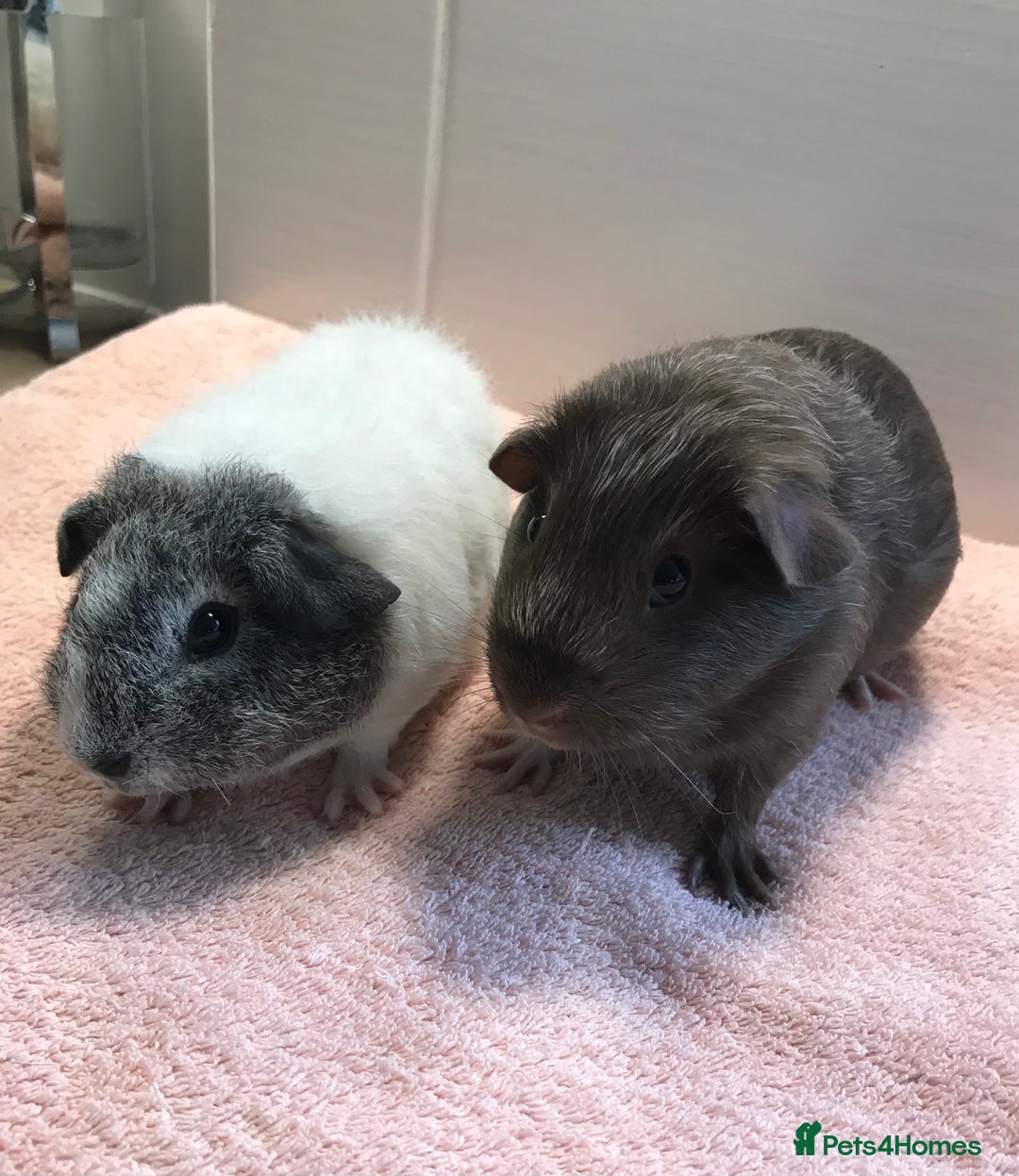 Guinea Pig rodents for sale: Two young Sows and Older boars - Image 1