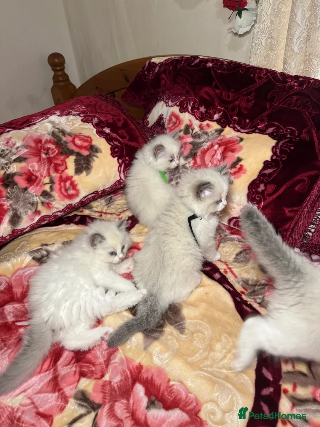 Ragdoll cats for sale: 5 Beautiful blue eyed pure ragdolls - Advert 6