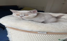 British Shorthair cats for sale: 💎READY  🍑BSH LILAC CREAM GIRL 13 weeks old - Image 2