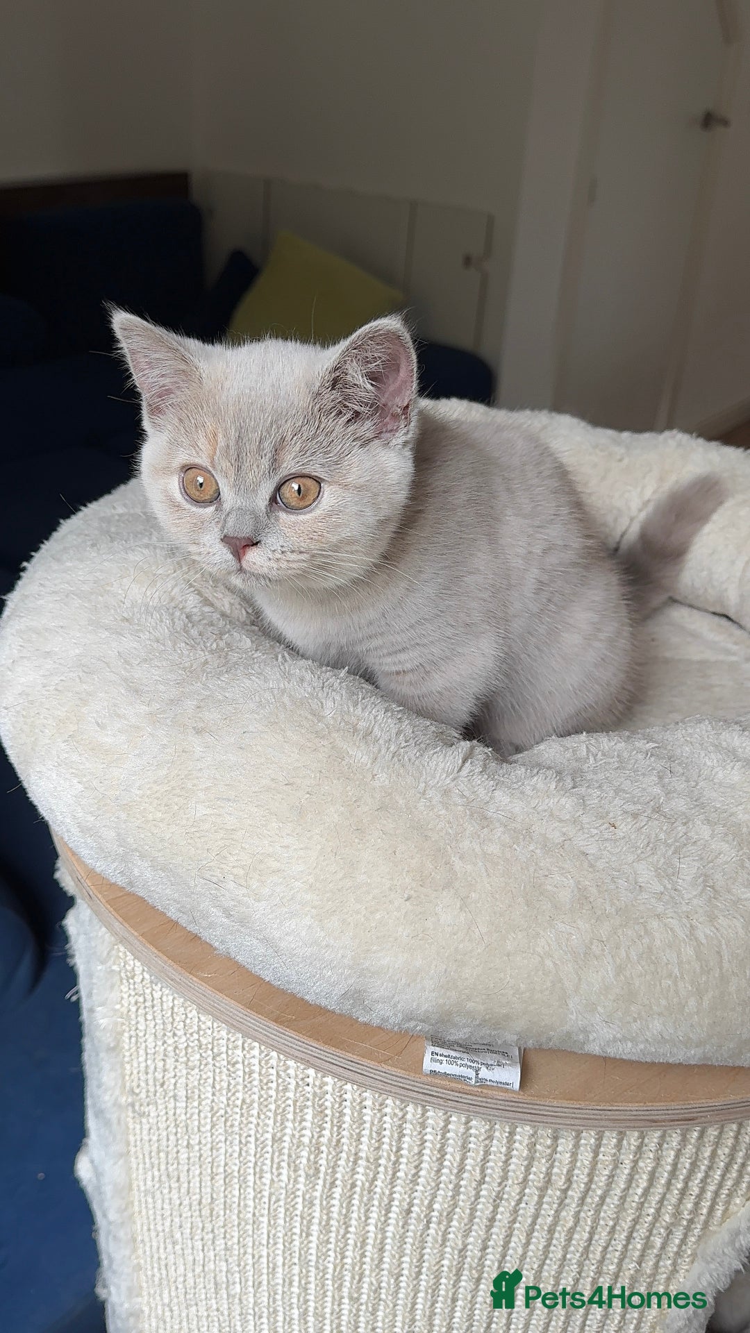 British Shorthair cats for sale: 💎READY  🍑BSH LILAC CREAM GIRL 13 weeks old - Image 2