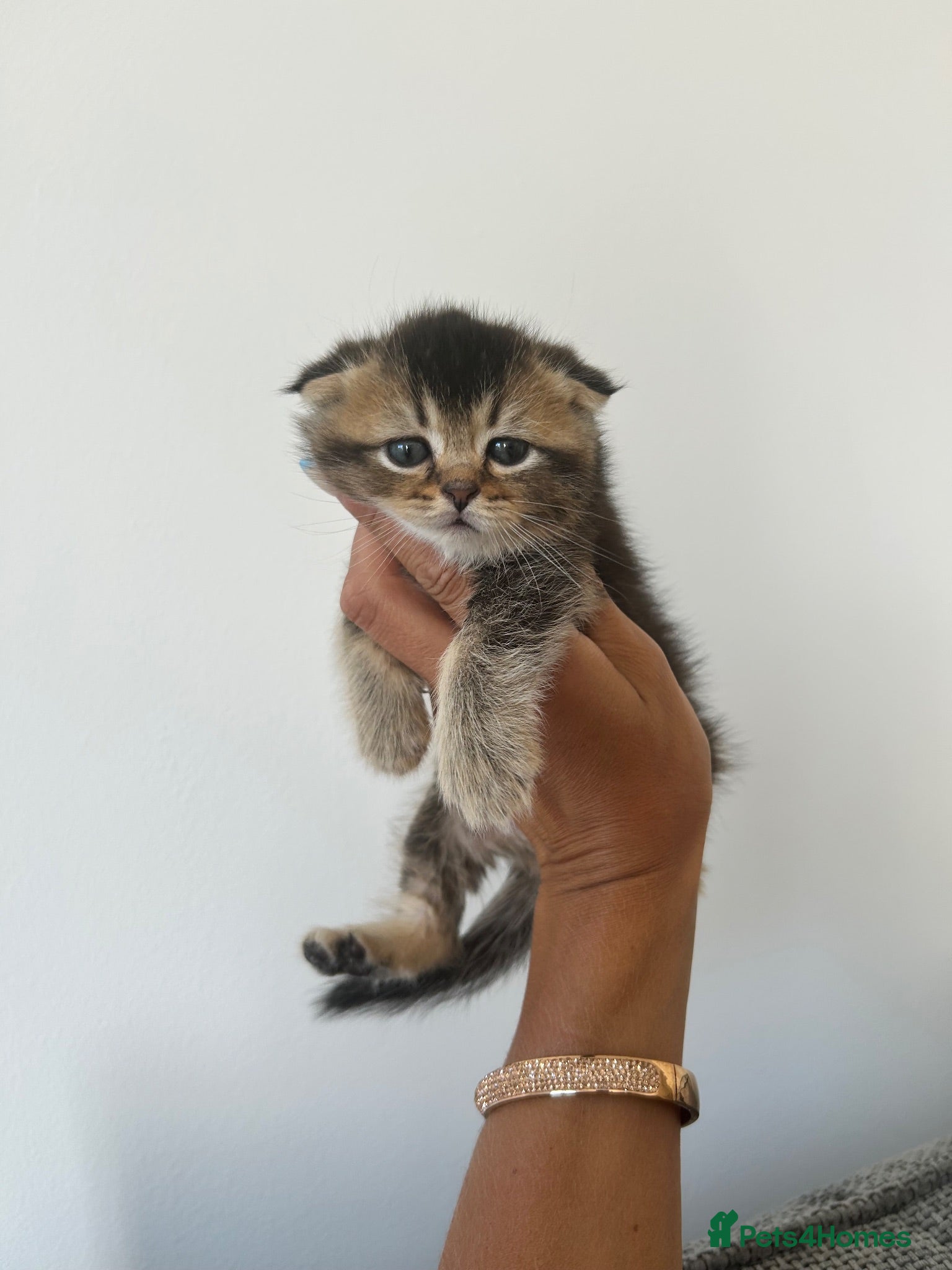 Scottish Fold cats Scottish Kittens Looking for Loving Homes - Advert 1