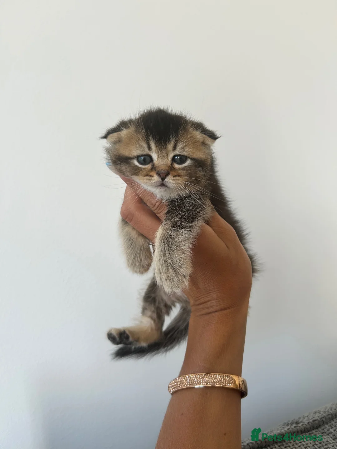 Scottish Fold cats for sale: Scottish Kittens Looking for Loving Homes in Dartford - Advert 1