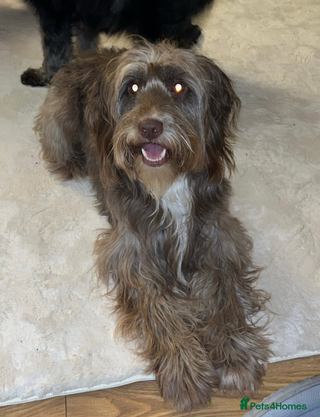 Cockapoo dogs for sale: Beautiful F2s Cockapoo puppies 🏡🐶  - Advert 3