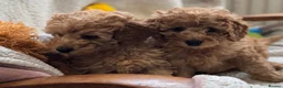 Miniature Poodle dogs for sale: Stunning pure miniature poodles  - Advert 9