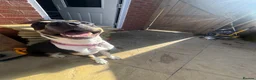 Mixed Breed dogs for sale: Beautiful girl for rehome  - Advert 2