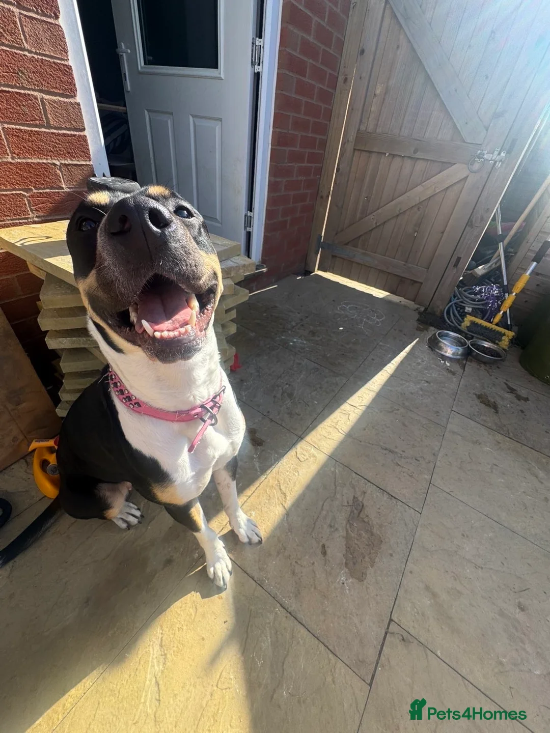 Mixed Breed dogs for sale: Beautiful girl for rehome  - Advert 2