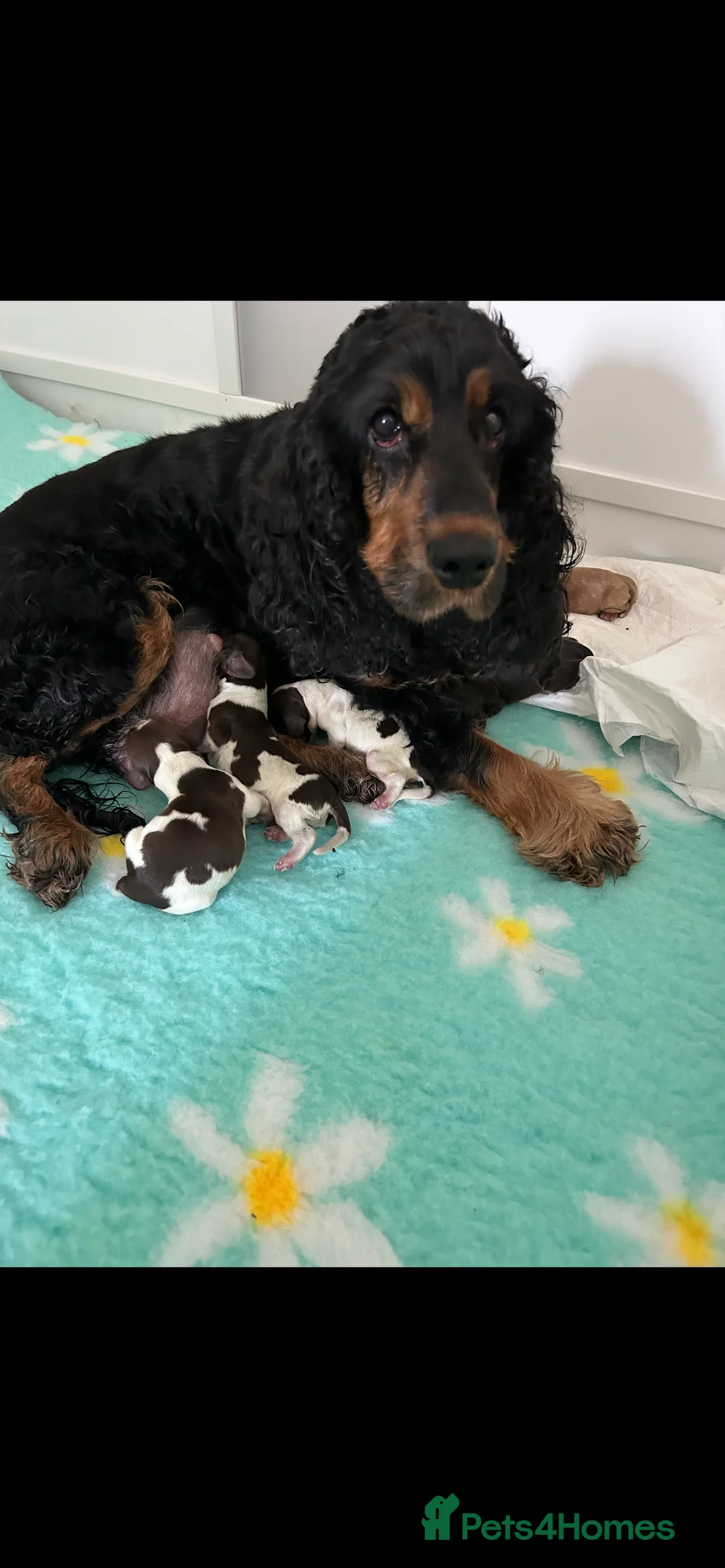 Cocker Spaniel dogs for stud: 2 PROVEN/HEALTH CLEAR KC Show Cocker Spaniels Stud in Shildon - Advert 29