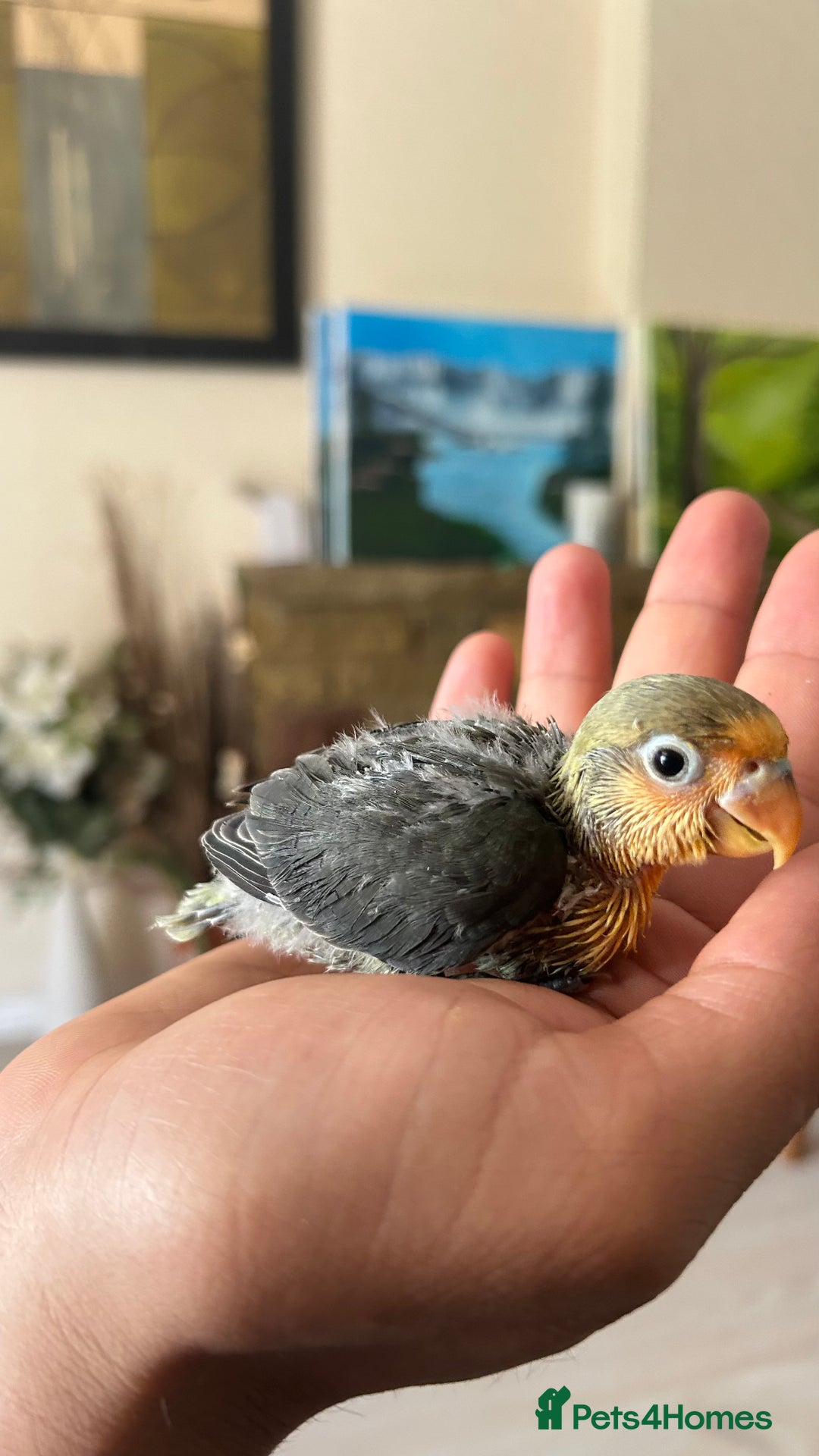Lovebirds birds for sale: Handfed - tame lovebird babies - Image 7